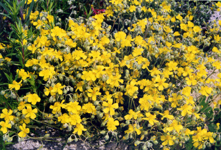 Helianthemum strickeri en fleurs dans les garrigues ouvertes de la péninsule Ibérique